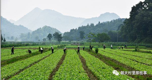 岱家山垃圾场积极治理环境，推动绿色生态家园建设